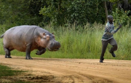 prevent-safeguard-and-escape-from-hippopotamus-attack1
