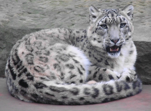 snow-leopard-snow-leopards-34572751-650-479