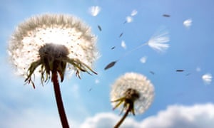 dandelion-seeds-in-flight-010